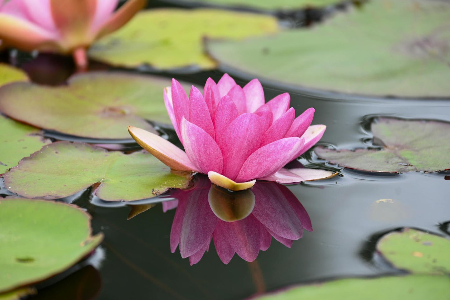 Express Reading for One (15 Minutes)